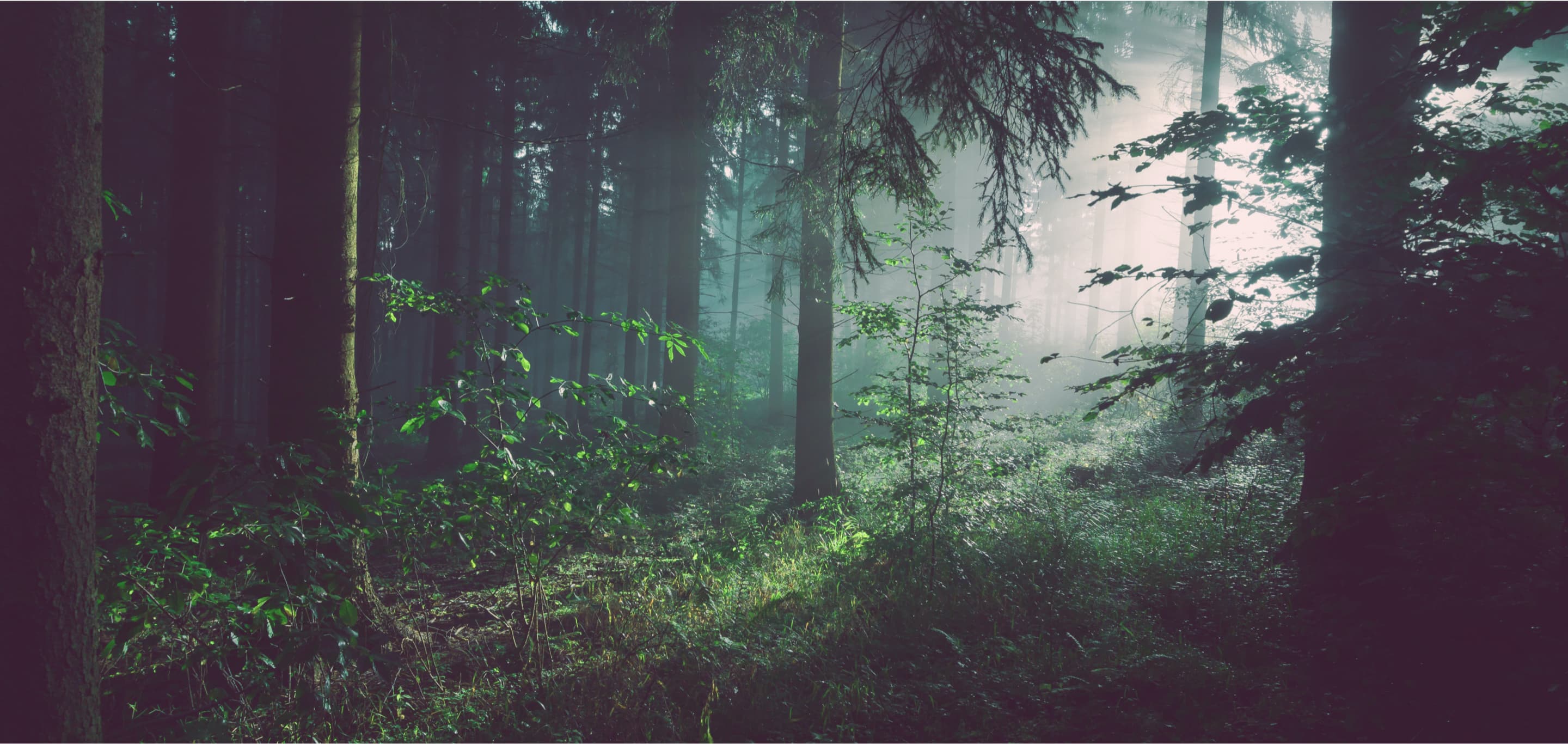 Treedom